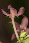 Florida milkvine